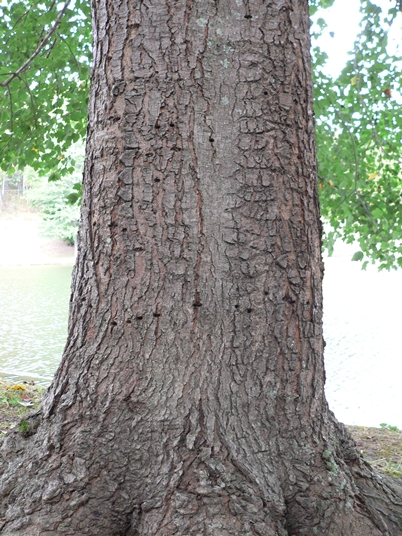 {Acer rubrum var. trilobum}